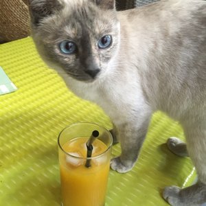 Le Chamourai Closed 60 Photos 36 Reviews Coffee Tea 8 Rue Pailleron Lyon France Phone Number