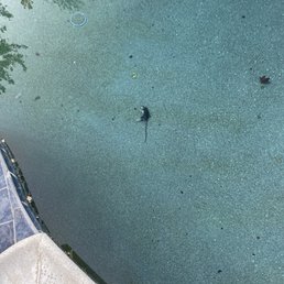 Yes.  That's a dead rat in our pool.