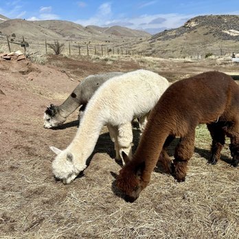 Smooth Alpaca Experience - Petting Zoos Near Me - Golden, Colorado Smooth Alpaca Experience - Petting Zoos Near Me - Golden, Colorado