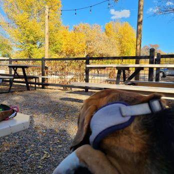 Hops Brewery - a dog with his head on a table - Breweries Near Me - Los Ranchos de Albuquerque, New Mexico
