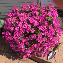 CJ's Flowers