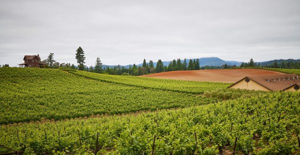 Dehlinger Winery by null