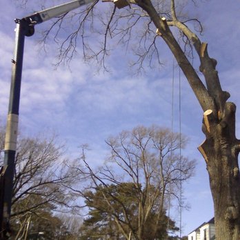 Cutting Edge Tree Service - Removing a Dangerous Leaning Tree - Tree Services Near Me - Norfolk, Virginia