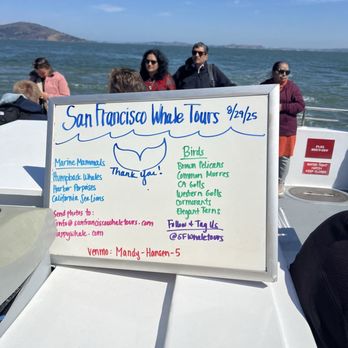 SF Bay Whale Watching - This is what we saw! - Tours Near Me - San Francisco, California SF Bay Whale Watching - This is what we saw! - Tours Near Me - San Francisco, California