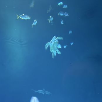 Shark Reef Aquarium at Mandalay Bay - Aquariums Near Me - Las Vegas, Nevada