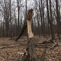 Dam 1 Forest Preserve - Walking in the woods