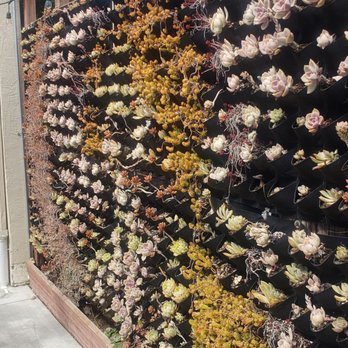 Meadowlark Dairy - Succulent wall - Ice Cream & Frozen Yogurt Near Me - Pleasanton, California Meadowlark Dairy - Succulent wall - Ice Cream & Frozen Yogurt Near Me - Pleasanton, California