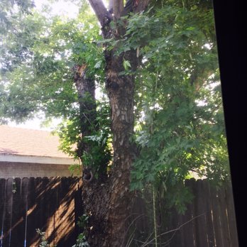 Lucero Tree Service - Work started - Tree Services Near Me Lucero Tree Service - Work started - Tree Services Near Me