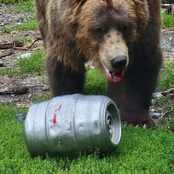 The Alaska Zoo - Post Bear fight from 2022 - Zoos Near Me - Anchorage, Alaska