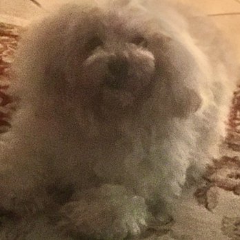 Triangle Animal Clinic - Fluffy boi - Veterinarians Near Me - Conroe, Texas Triangle Animal Clinic - Fluffy boi - Veterinarians Near Me - Conroe, Texas