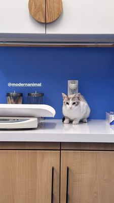 Modern Animal West Hollywood by null