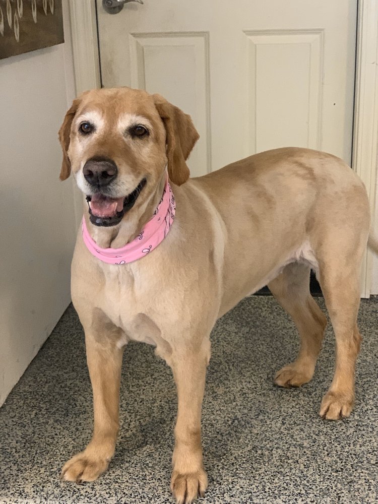 CUTIE PIE’S GROOMING 35 Photos & 45 Reviews Pet Groomers 1455