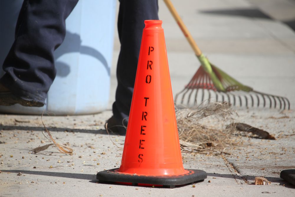 Pro Trees - tree service in San Diego, CA