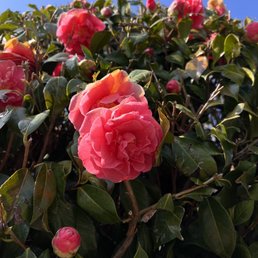 His rose tree