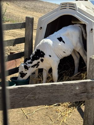 Point Reyes Farmstead Cheese Co by null