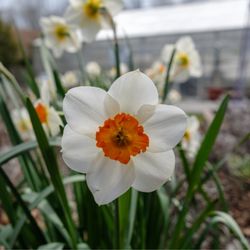 Orange County Arboretum - Daffodil species