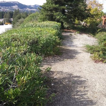 Vo Gardening - After Olenaders - Tree Services Near Me - Oakland, California Vo Gardening - After Olenaders - Tree Services Near Me - Oakland, California