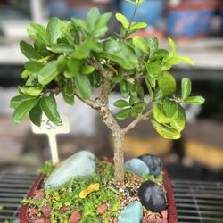 Tropic Plants