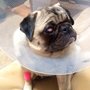 Photo of Animal Kennel Care