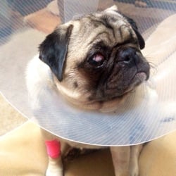 Animal Kennel Care - Our sweet Pug
