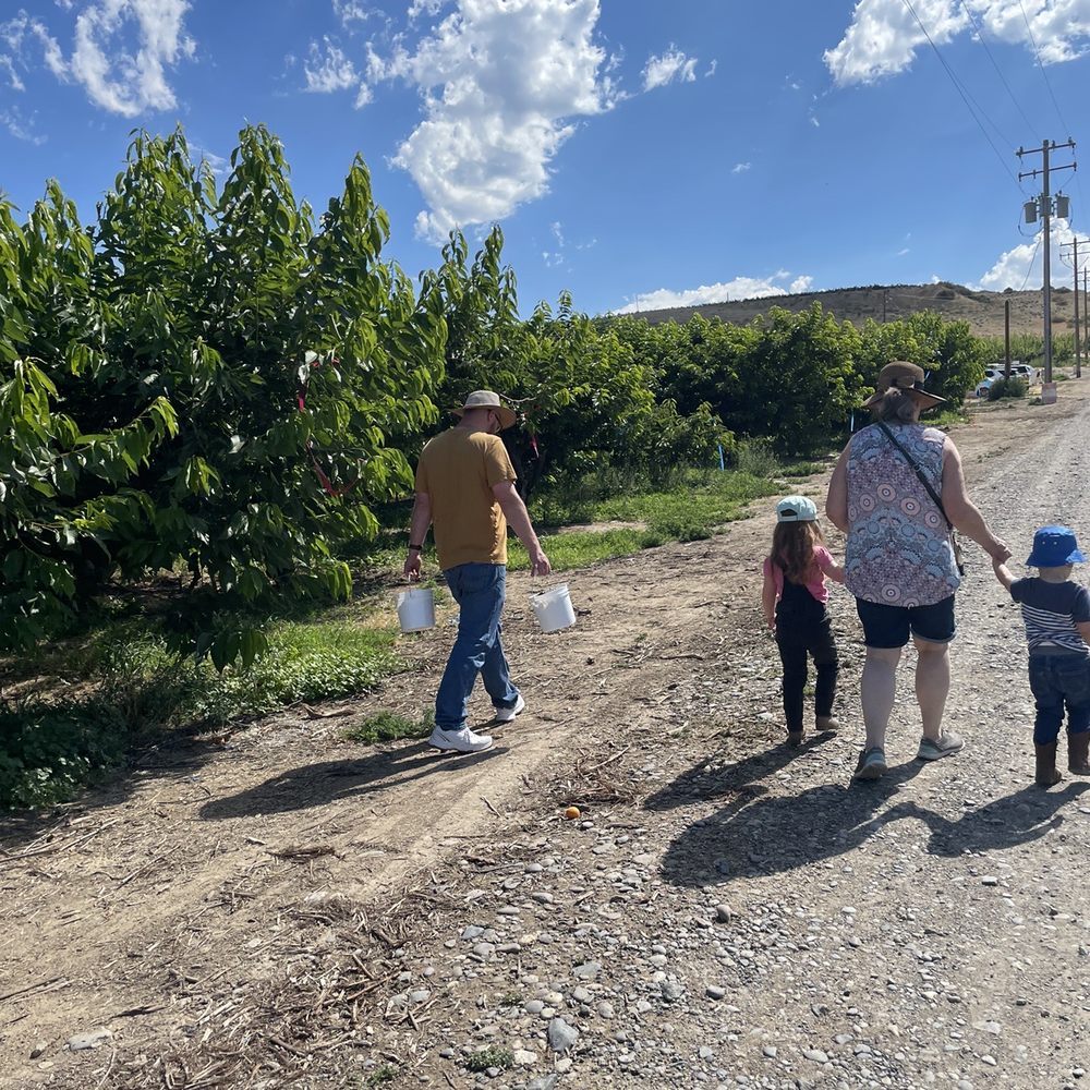 Williamson Orchards & Vineyards - Walking through the orchards picking cherries and apricots - Wineries Near Me - Caldwell, Idaho Williamson Orchards & Vineyards - Walking through the orchards picking cherries and apricots - Wineries Near Me - Caldwell, Idaho