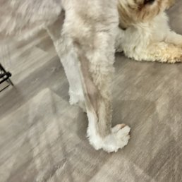 A patch of hair running down her leg that is shaved