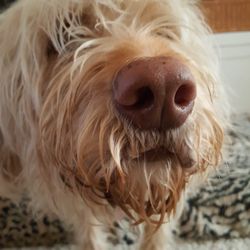 April's Poodles & Doodles