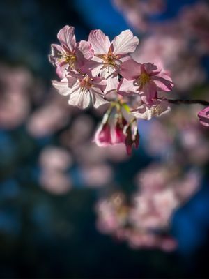 Descanso Gardens by null