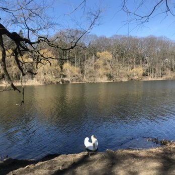 High Park - Swan spotting - Parks Near Me - Toronto, Ontario