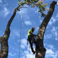 Hansen's Tree & Crane Service