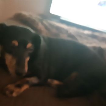 Eye Care for Animals - Pasadena - My little boy Gonzo-he can see again!!! - Veterinarians Near Me - Pasadena, California Eye Care for Animals - Pasadena - My little boy Gonzo-he can see again!!! - Veterinarians Near Me - Pasadena, California