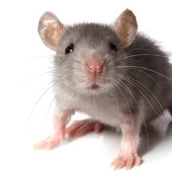 The Shield Pest Solutions - This picture makes them look cute but when they are leaving feces in your cabinets.