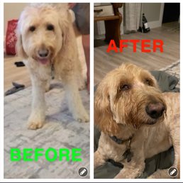 Basil the day before we went for a bath and a groom. Then Basil after seeing dipidy dog.