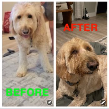 DipidyDawg - Basil the day before we went for a bath and a groom. Then Basil after seeing dipidy dog. - Pet Groomers Near Me - Estero, Florida