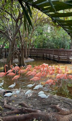 Jungle Island by null