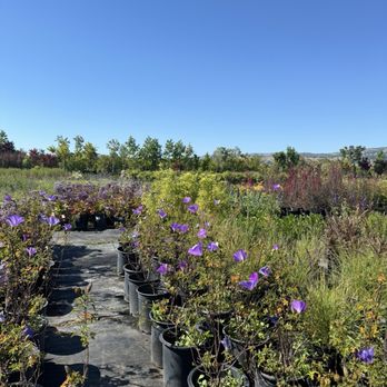 Nursery Beautiful Plants - Nurseries & Gardening Near Me - San Martin, California Nursery Beautiful Plants - Nurseries & Gardening Near Me - San Martin, California