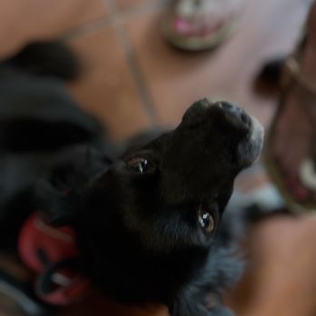 Spiga - Oli says hi! - Cafes Near Me - San Juan, Puerto Rico