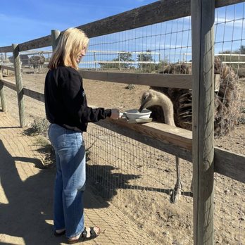 Ostrichland USA - feeding an ostrich - Attraction Farms Near Me - Solvang, California Ostrichland USA - feeding an ostrich - Attraction Farms Near Me - Solvang, California