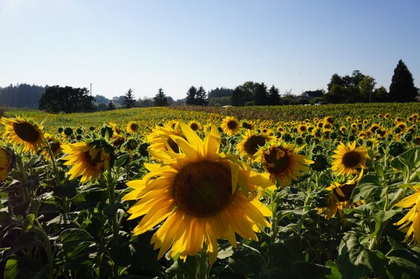 West Union Gardens by null