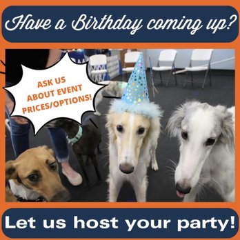 Zoom Room - Pet Training Near Me - Greater Northdale, Florida Zoom Room - Pet Training Near Me - Greater Northdale, Florida