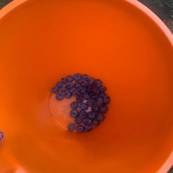 Sauvie Island Farms - Blueberries