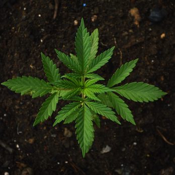 Higher Yields Cannabis - Business Consulting Near Me - Denver, Colorado Higher Yields Cannabis - Business Consulting Near Me - Denver, Colorado