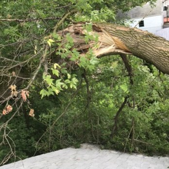The Tree Guy - We specialize in dangerous or hazardous trees. - Tree Services Near Me - Clio, Michigan