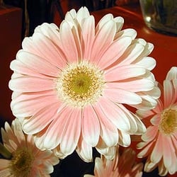 Emil J. Nagengast Florist - Gerbera Daisies from Canada