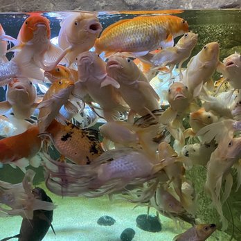 SeaQuest - Utah - Koi Tank - Aquariums Near Me - Layton, Utah SeaQuest - Utah - Koi Tank - Aquariums Near Me - Layton, Utah