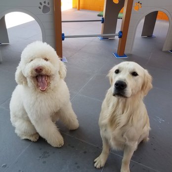 Pet Rush Inn - Pet Sitting Near Me - Burbank, California Pet Rush Inn - Pet Sitting Near Me - Burbank, California