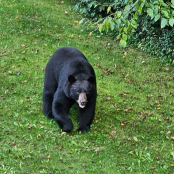 Ants Are Us - Big bear who frequents our yard and neighborhood here in Wolcott. - Pest Control Near Me
