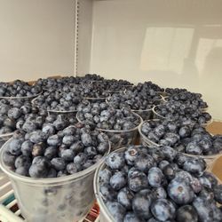 Souder Farms Sweet Corn - Fresh blueberries