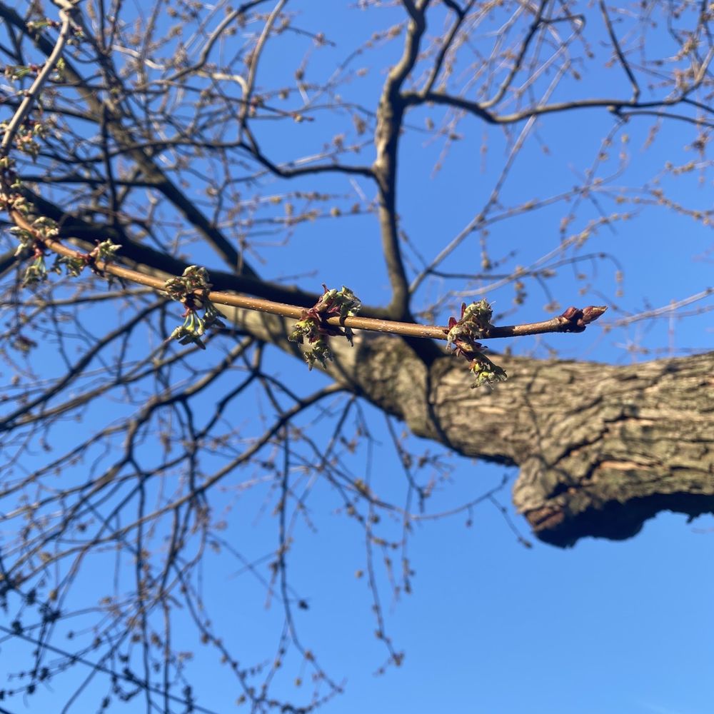 Arborist Professionals By Midwestern Tree Experts - Tree - Tree Services Near Me