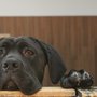 Photo of A Spot for Spot Dog Daycare